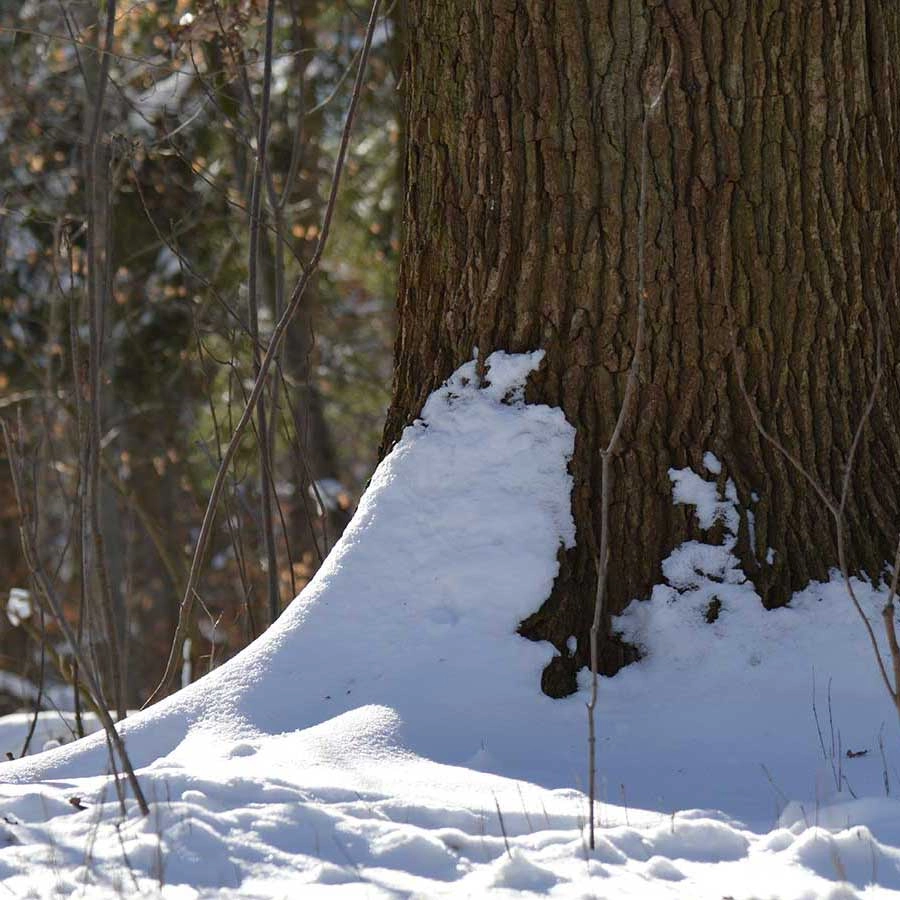 Baumbestattung im winterlichen Bestattungswald